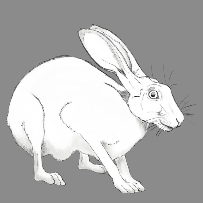 Hare drawing by Tzaddi Gordon